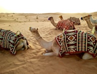 herd of camel sitting on desert sand