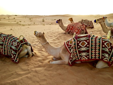 herd of camel sitting on desert sand