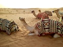 herd of camel sitting on desert sand