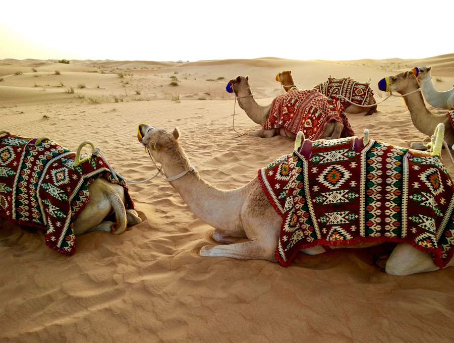 مواشٍ