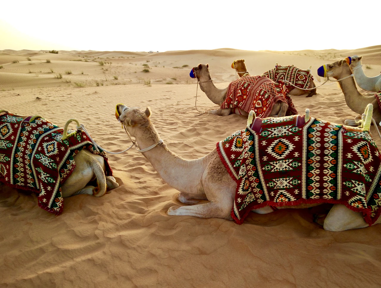 Gentle desert