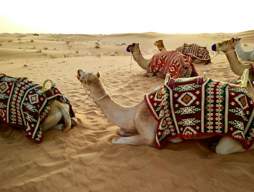Desert Safari