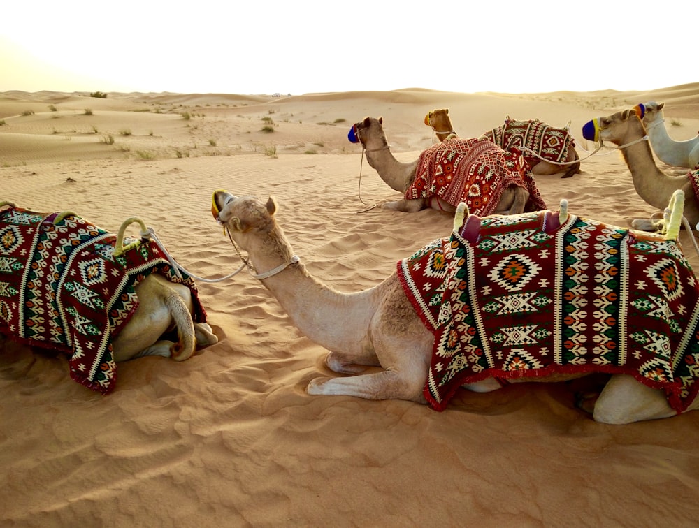 사막 모래 위에 앉아있는 낙타 떼