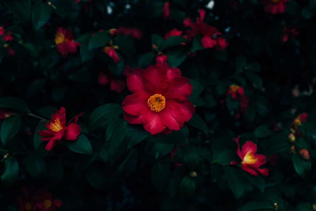 red-petaled flower bloom close-up photo