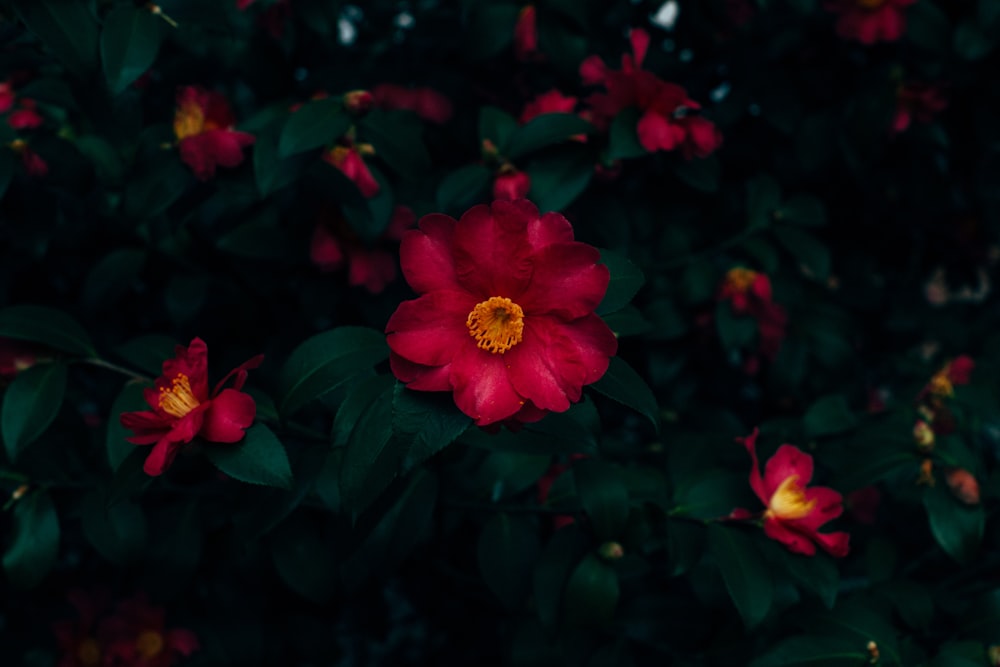 red-petaled flower bloom close-up photo