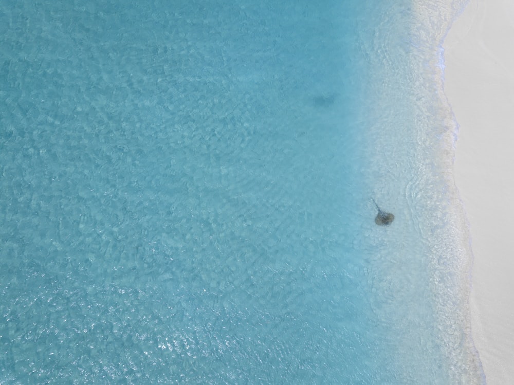 aerial photography of black stingray on sea