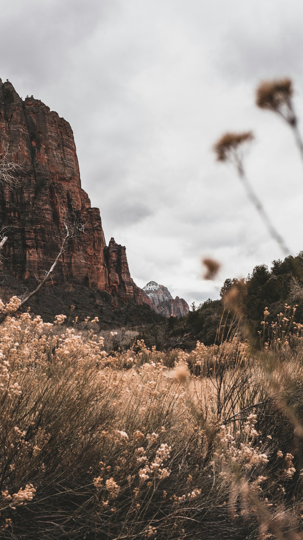 white petaled flowers beside mountain under white skies