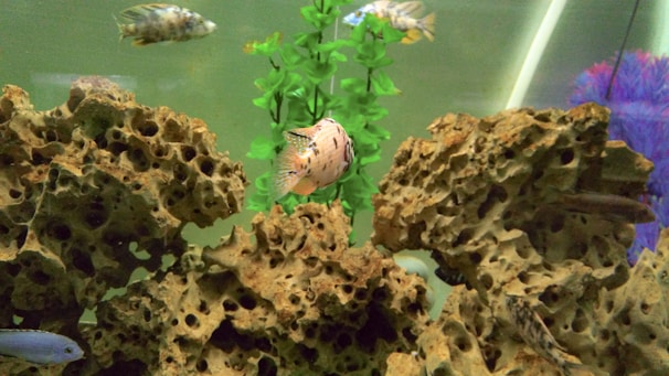 An aquarium scene features several vibrantly colored fish swimming around rugged coral structures and artificial green plants. The fish vary in color, size, and pattern, with one prominently pink fish highlighted in the foreground. The coral formations have an intricate, porous texture, contributing to an underwater atmosphere.