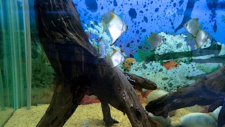 An underwater scene with a variety of fish swimming around pieces of driftwood and a rocky, coral-covered substrate. The tank is filled with vibrant aquatic plants and the background is painted with abstract patterns resembling bubbles or water. The fish have distinct silver bodies with some yellow coloration.