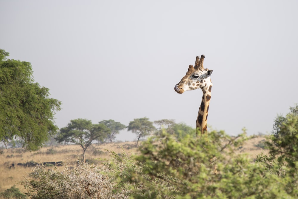 Brauner Giraffenkopf hinter Baum während des Tages