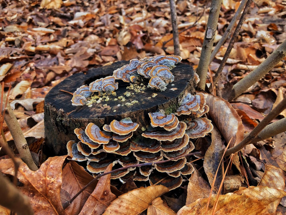 Fungos marrons no tronco da árvore