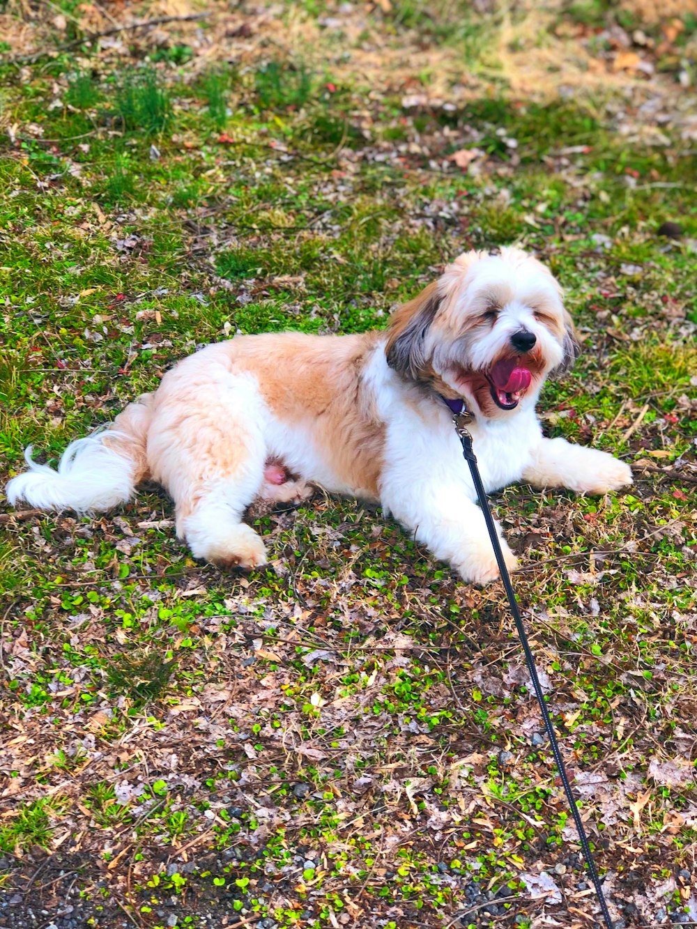 adult white and tan shih-tzu lying on ground