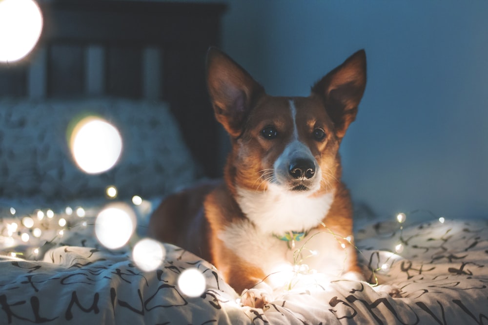 dog on bed