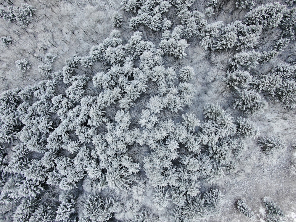 snow-covered trees