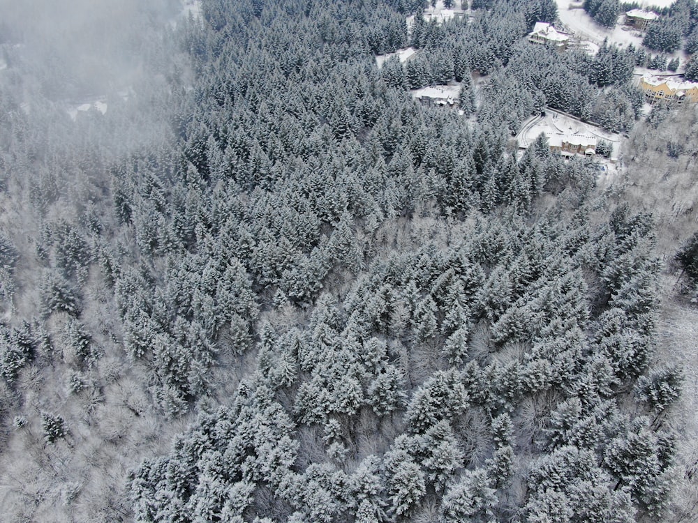 pine trees covered in snow