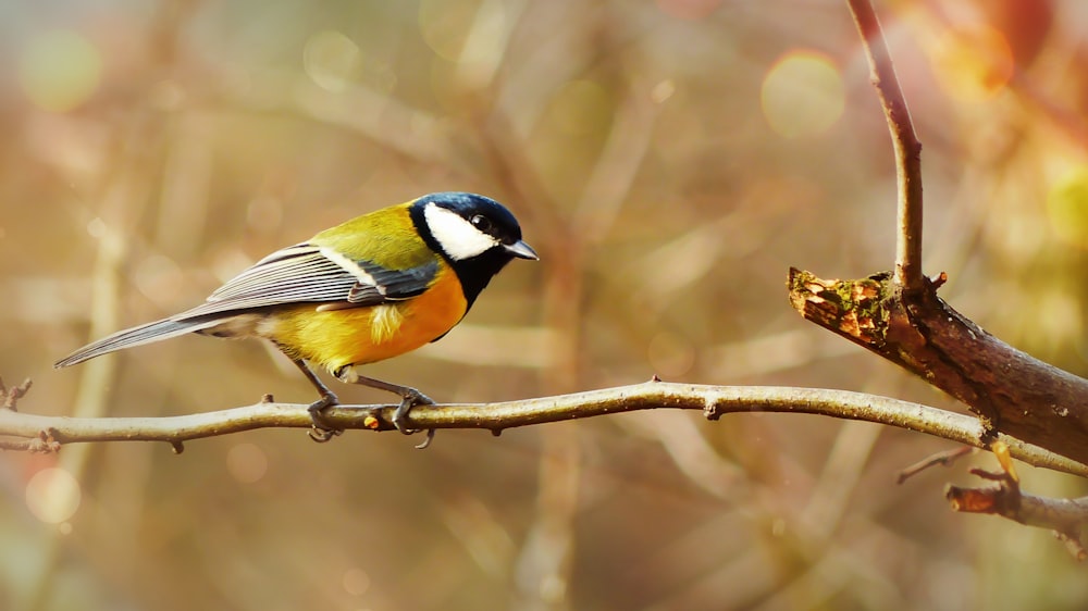 white and brown robin bird perching on tree branch