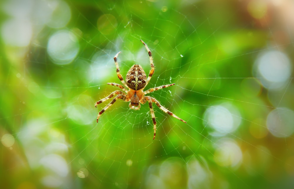 brown barn spider