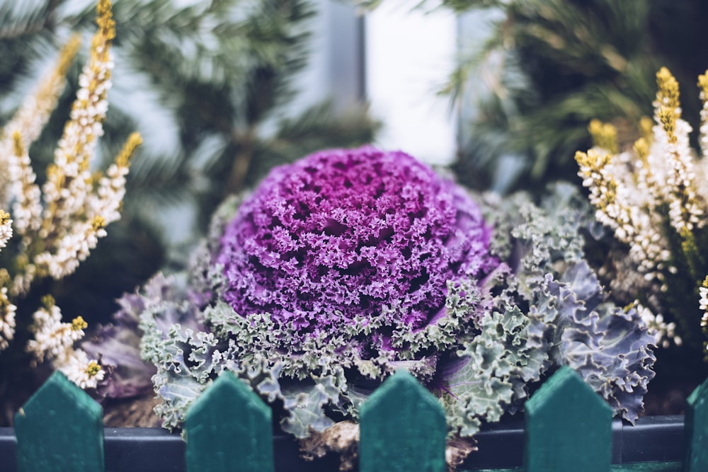 fleur aux pétales violets