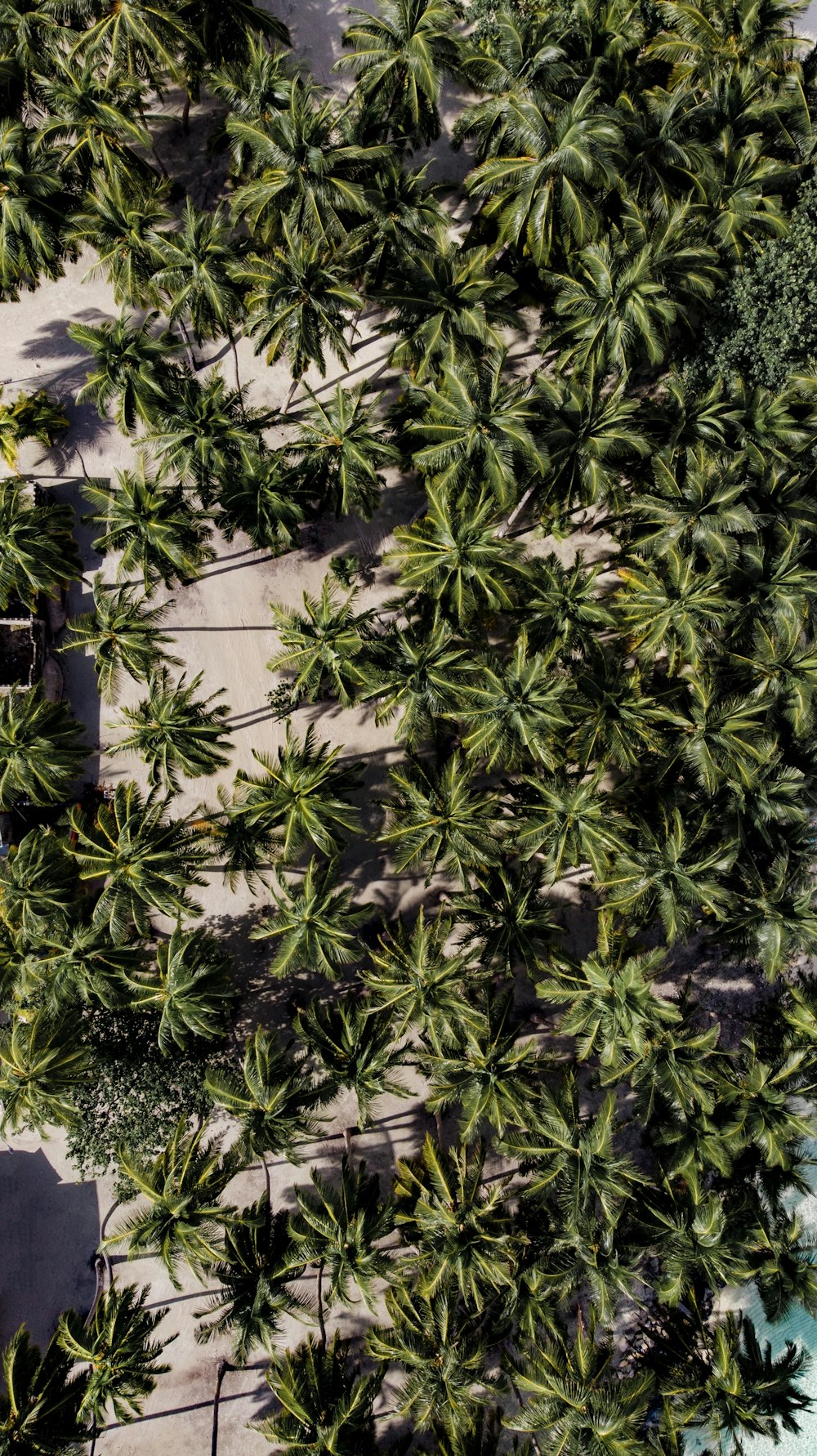 aerial view of palm tree