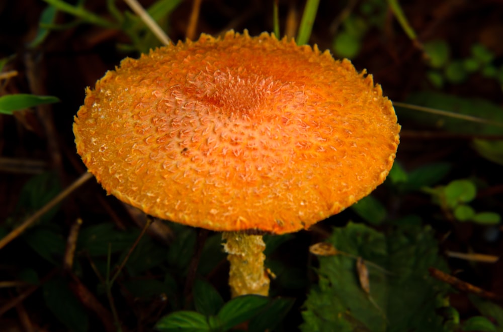 close-up photo of orange-petaled flowers