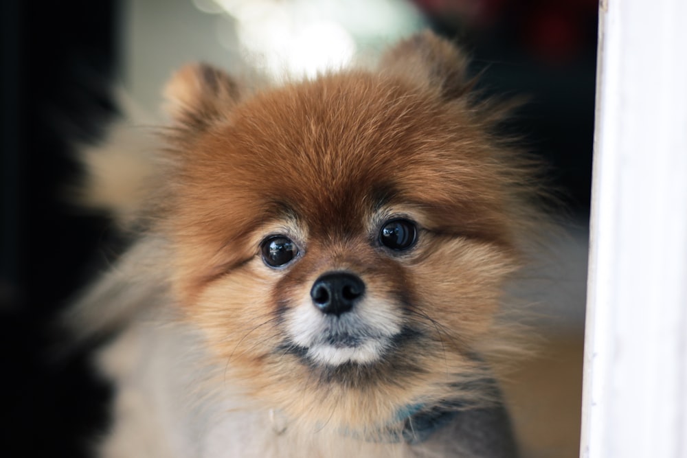 short-coated brown puppy standing on floor