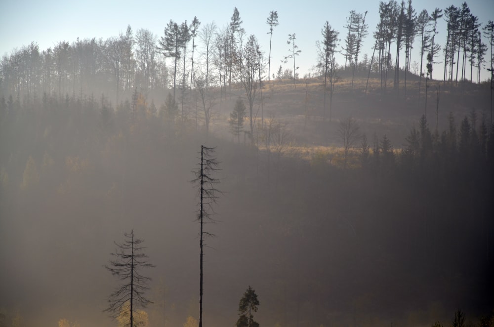 low-angle photography of forest during daytime