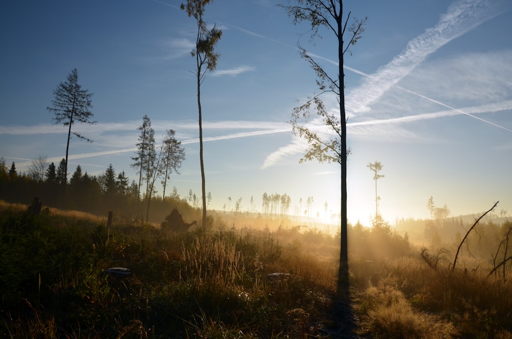 trees under blue sky