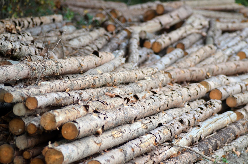 pile of cut logs