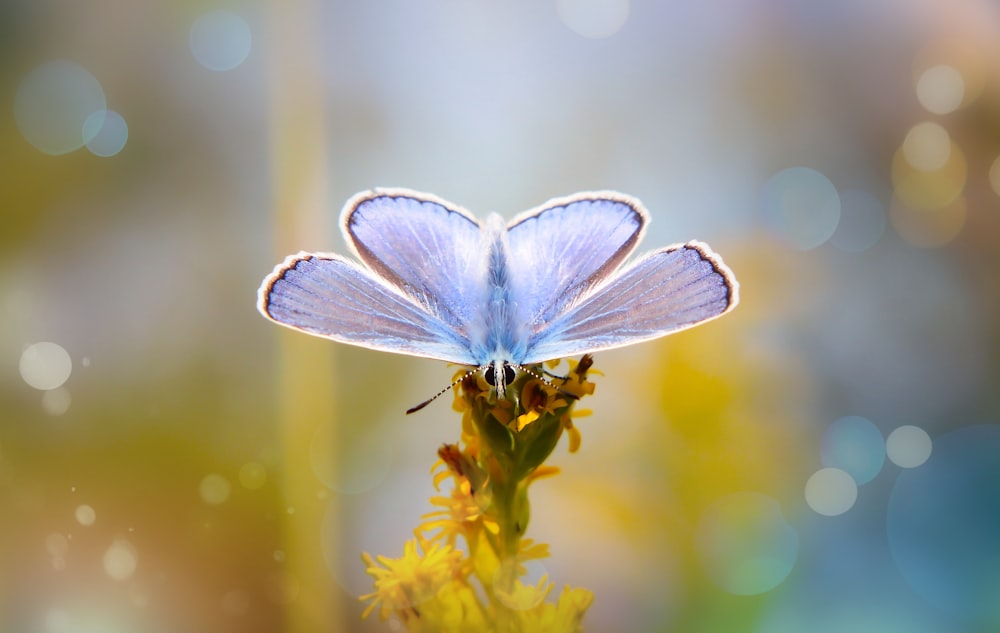 blue and white butterfly on yellow flower