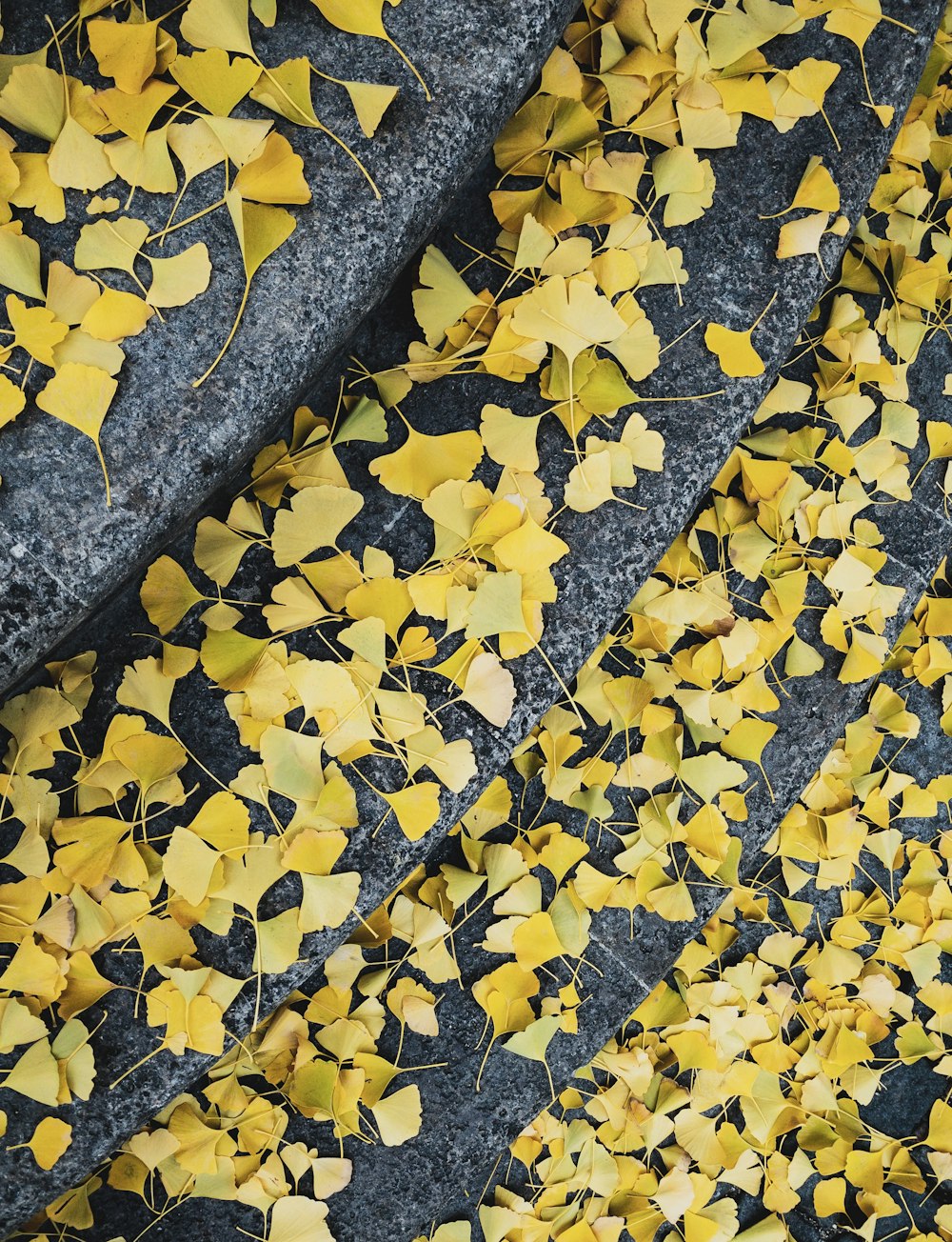 yellow leaf lot on concrete stairs