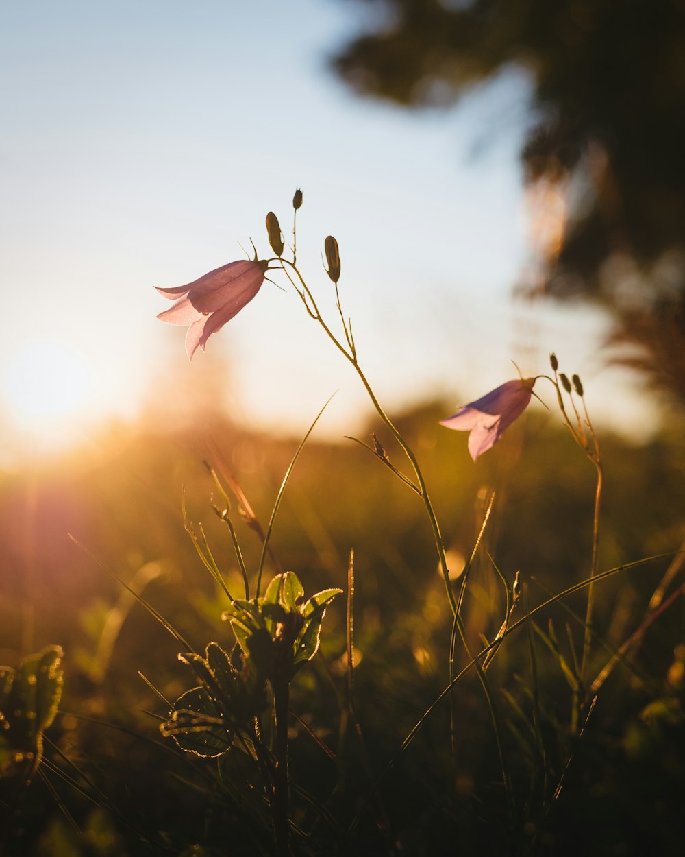 pink flowers in bloom