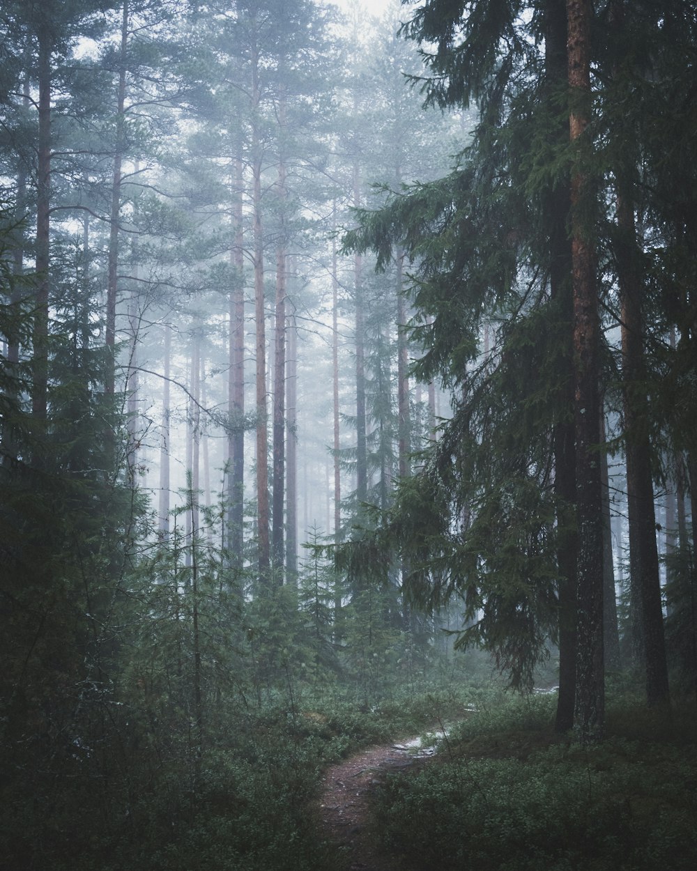 dirt road between pine trees