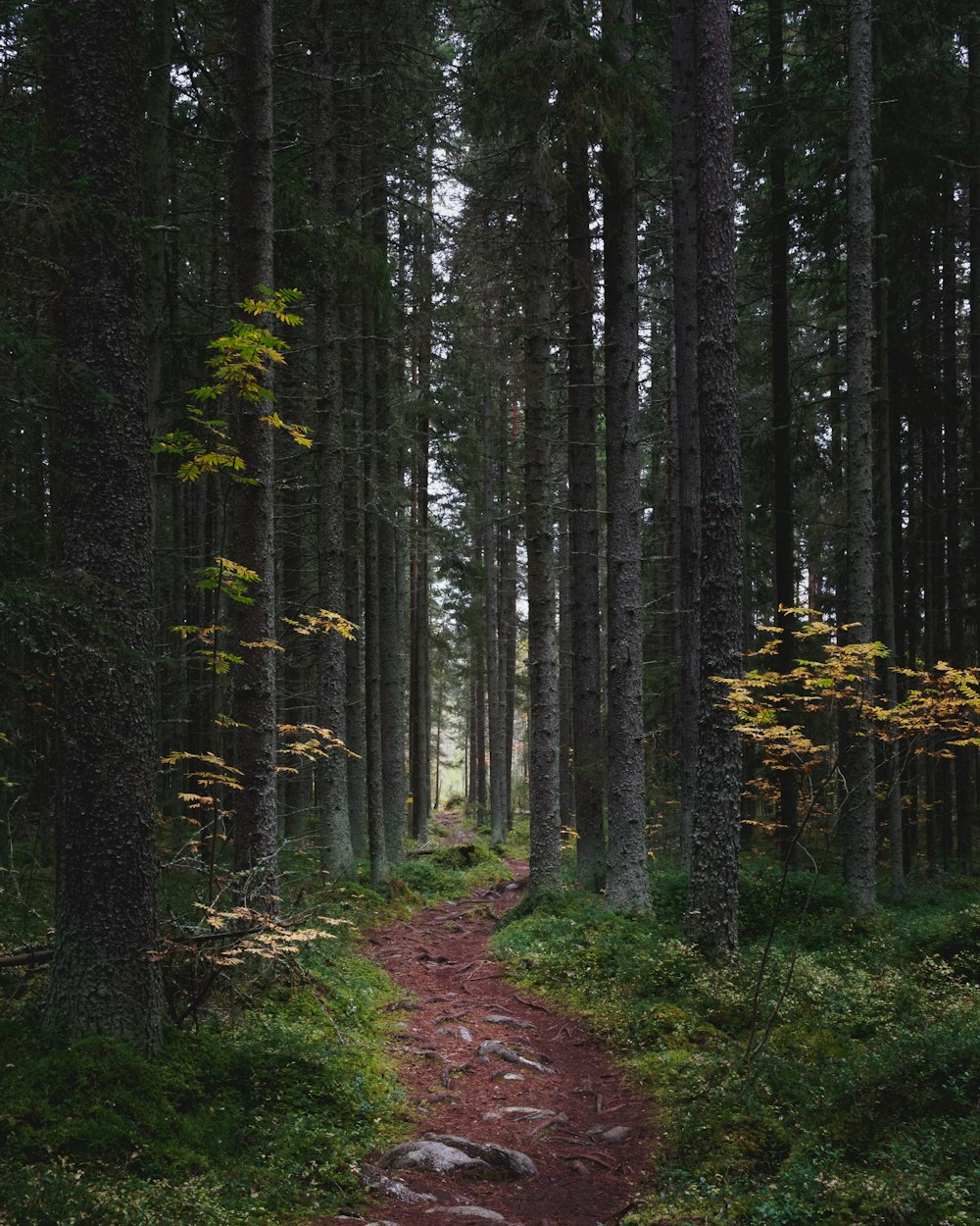 dirt road between pine trees