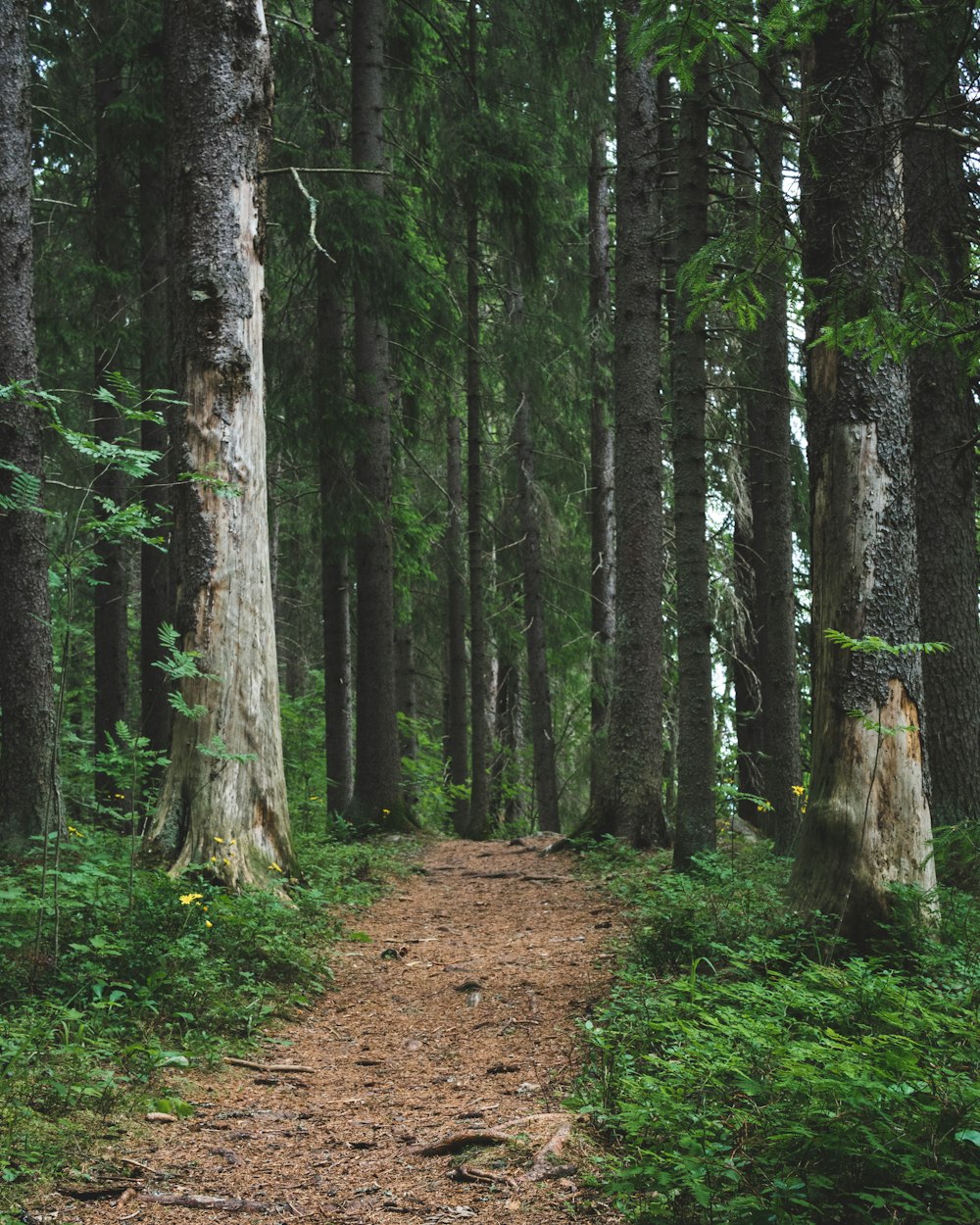 road through forest