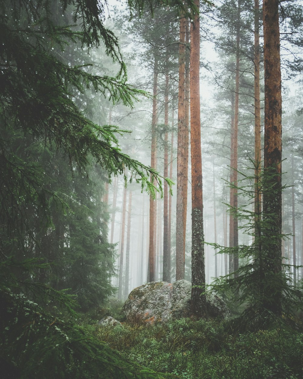 green trees in forest during daytime