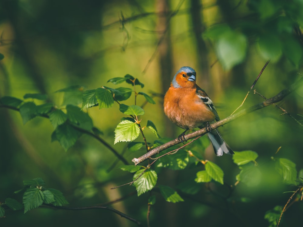 bird perched on branch