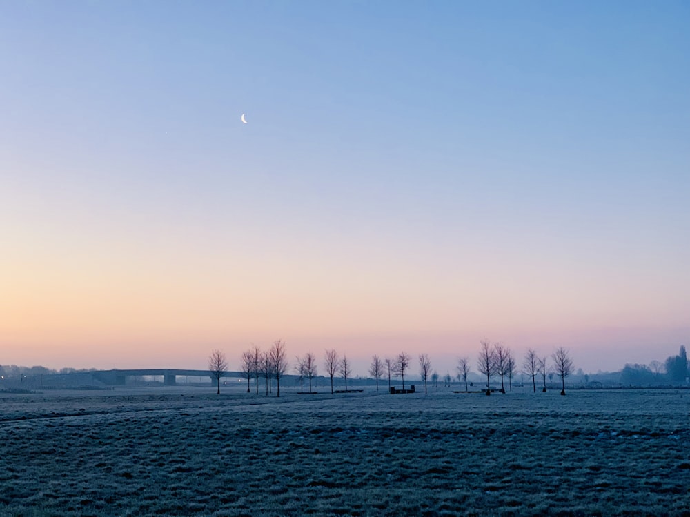 alberi secchi durante il giorno