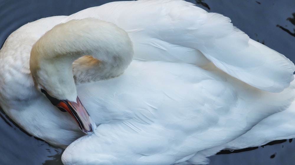 white swan on body of water