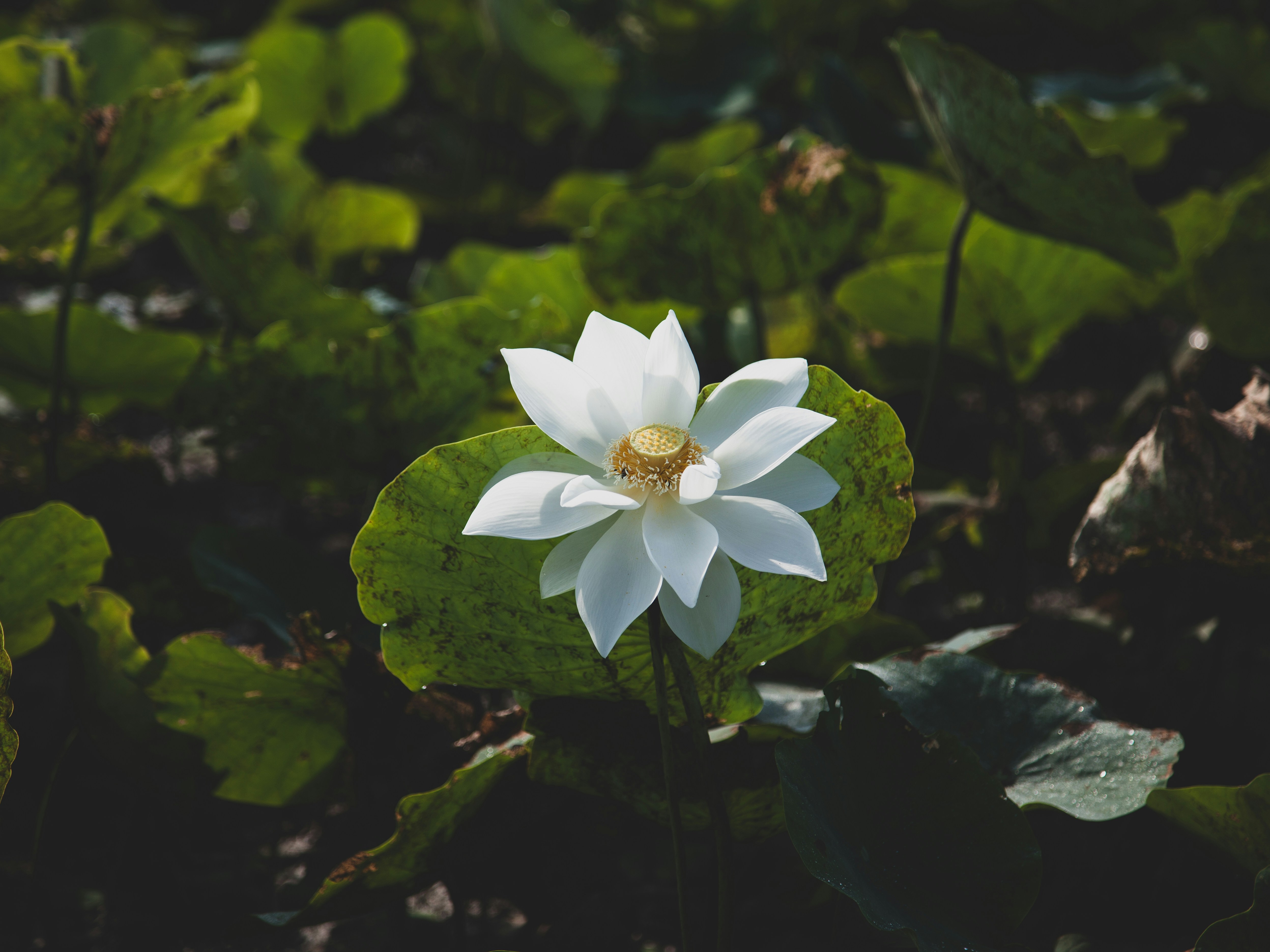 100 Lotus Flower Pictures Download Free Images On Unsplash