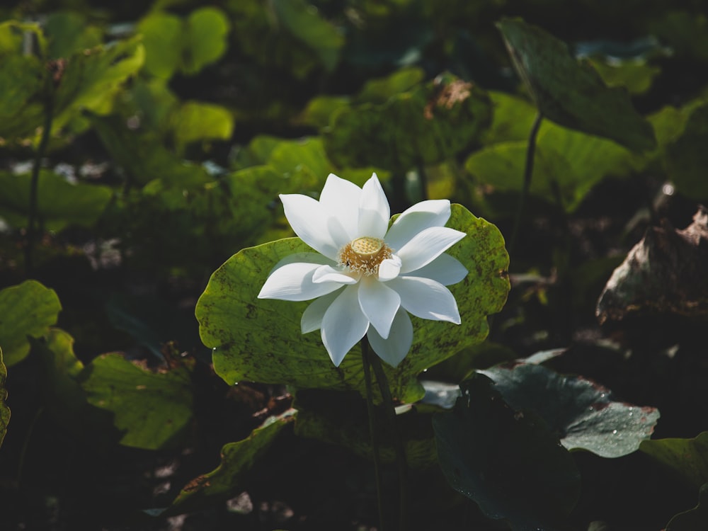 selective focus photography of white-petaled flowers during daytime