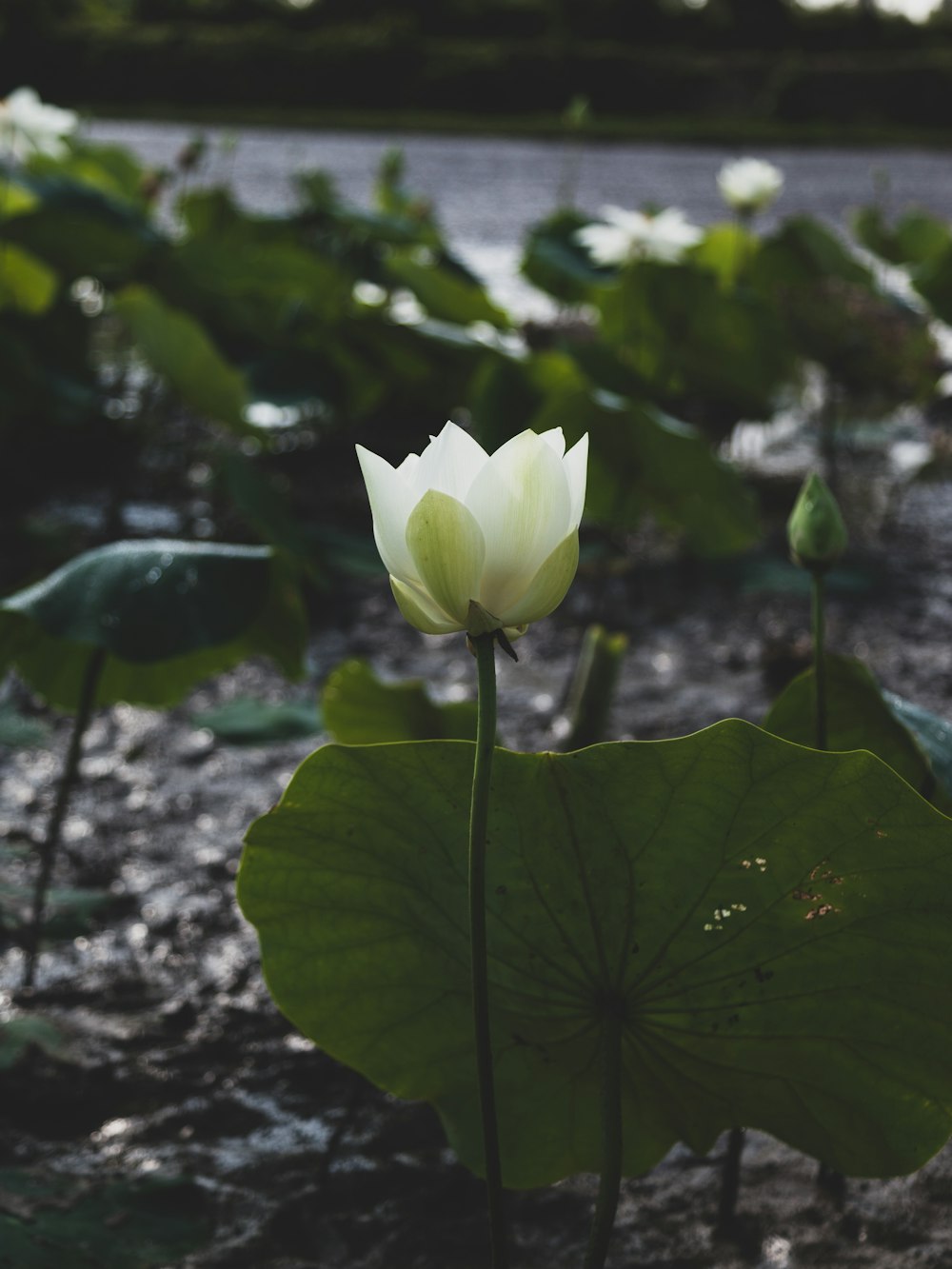 white water lily flower in bloom