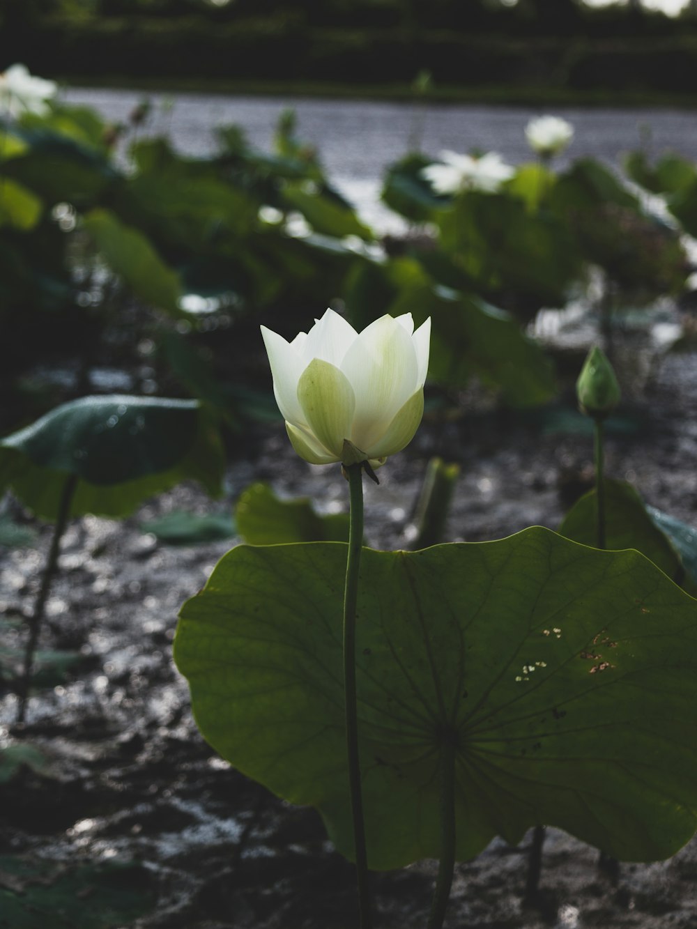 fiore bianco di ninfea in fiore