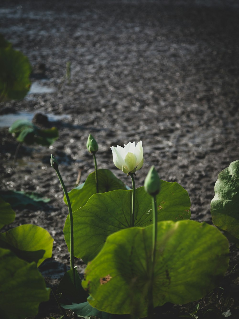 selective-focus photograph of white-petaled flower