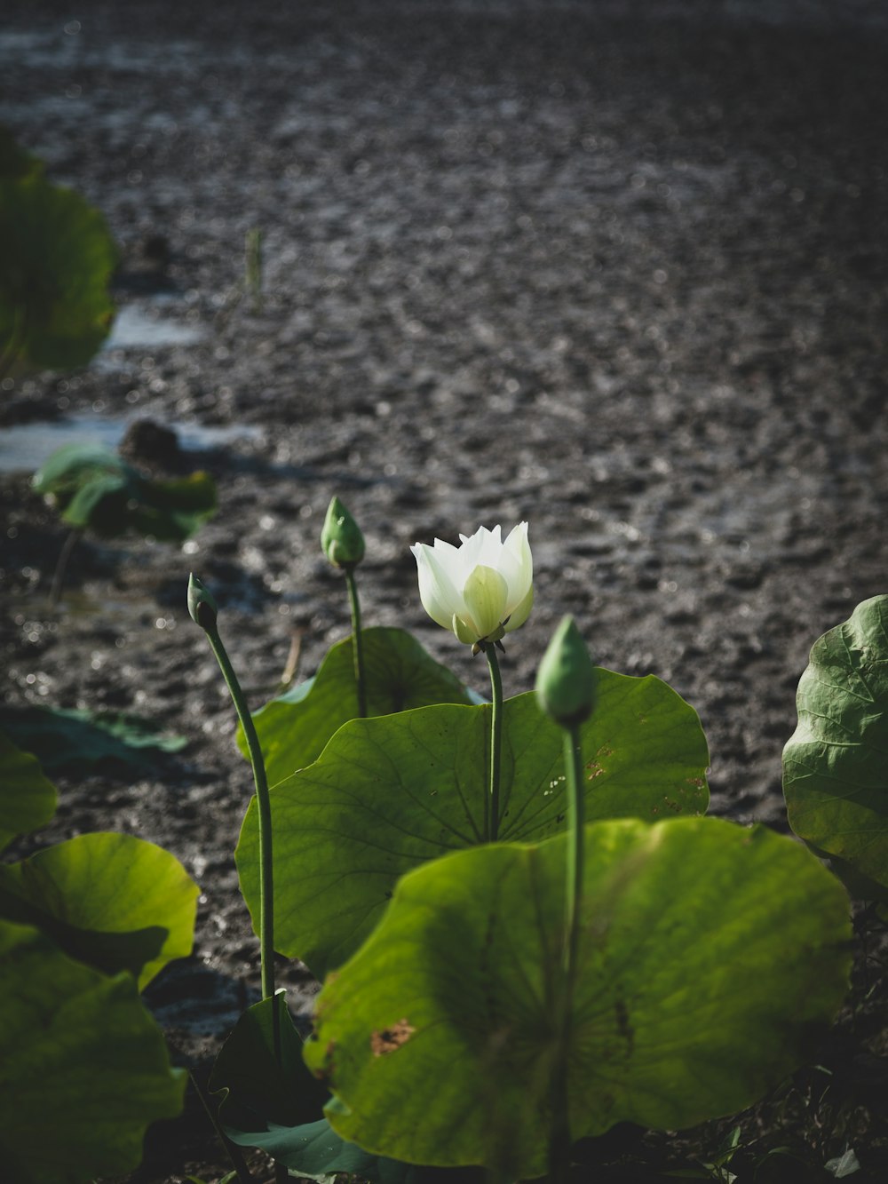 selektiv fokussiertes Foto einer weißblättrigen Blume