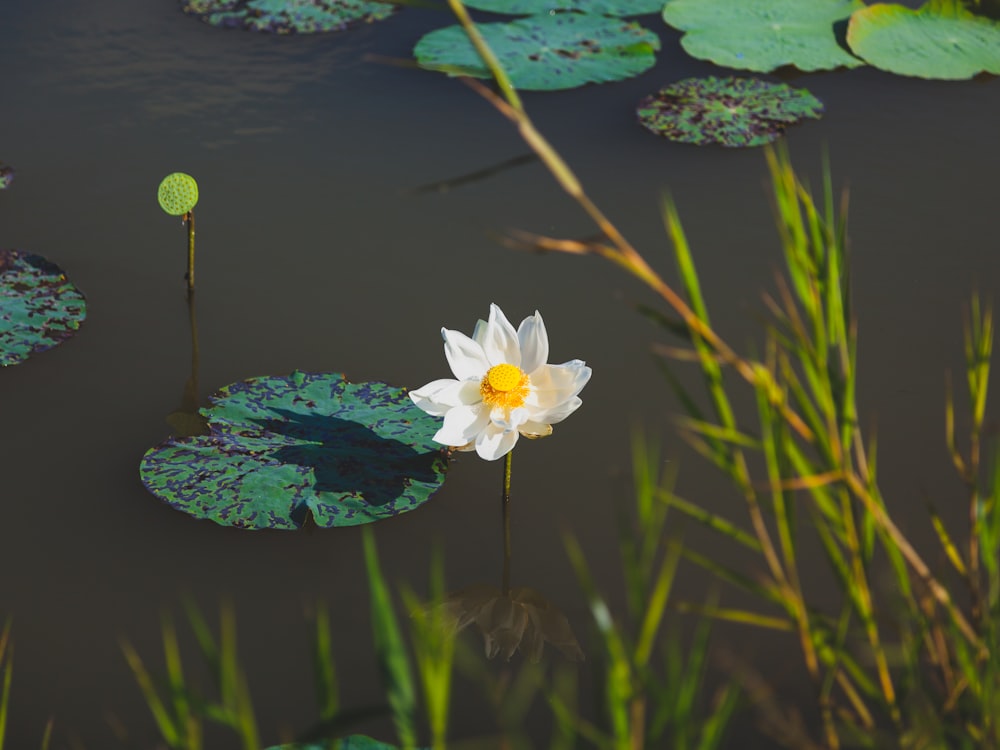 weißblättrige Blüte