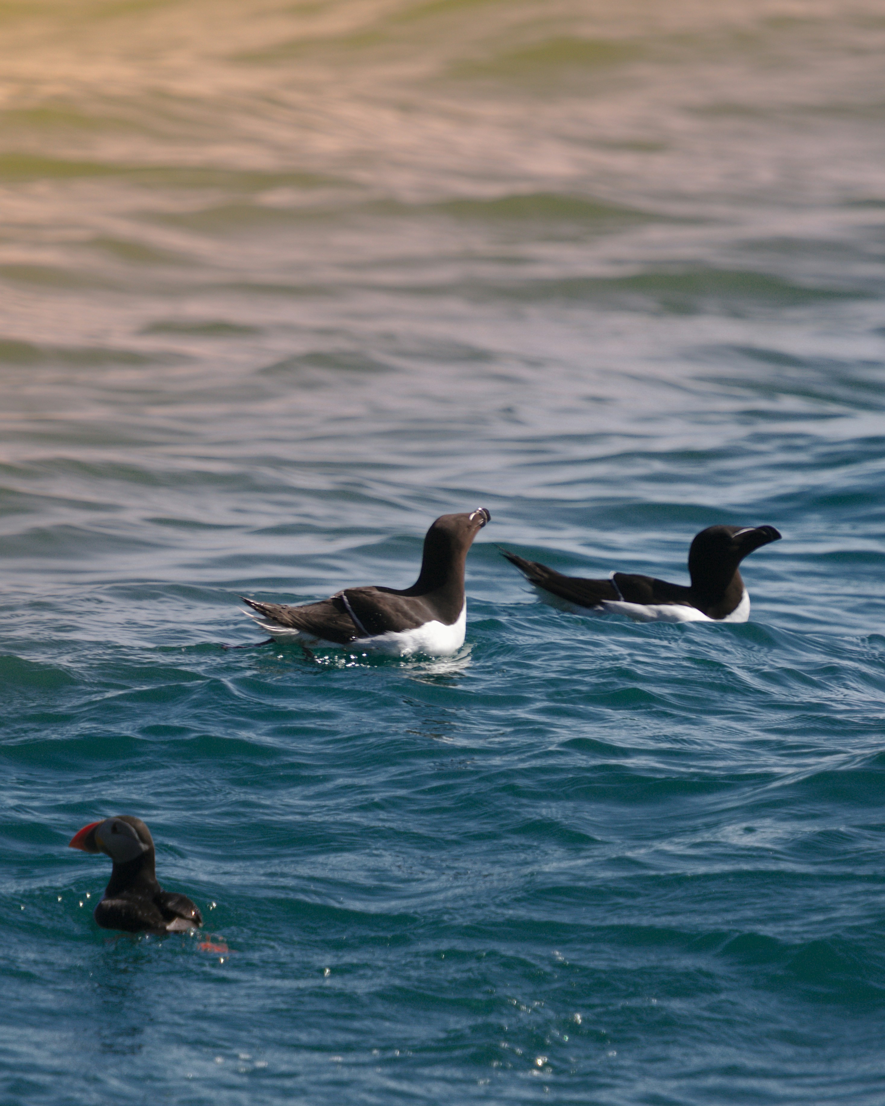 three ducks on sea