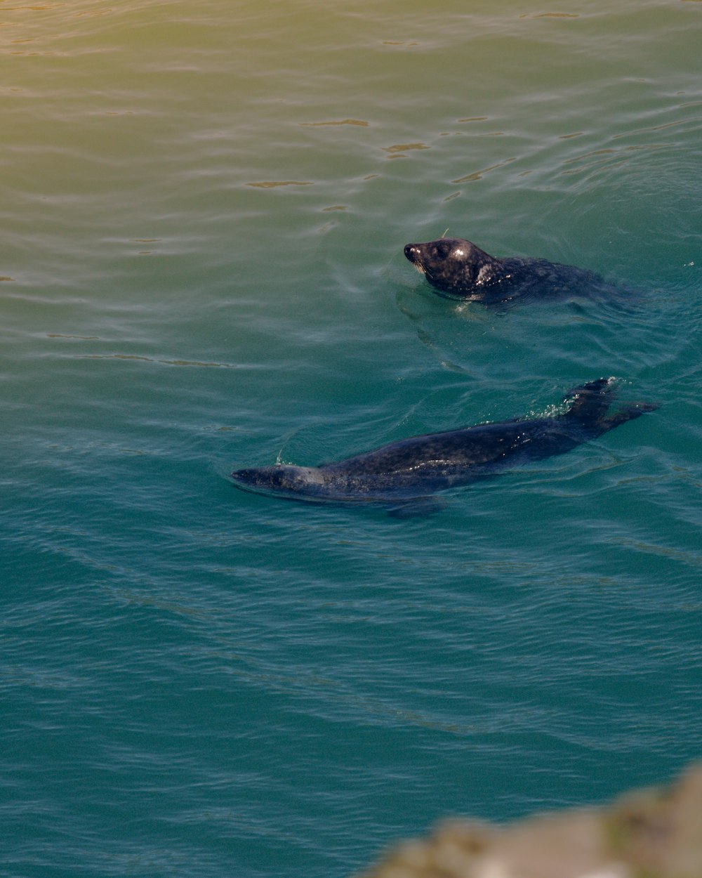 two earless seals swimming on body of water during daytime