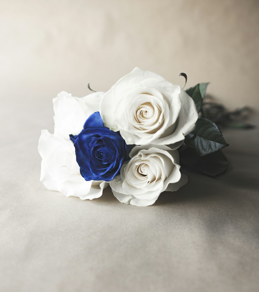 rose bianche e blu su superficie bianca