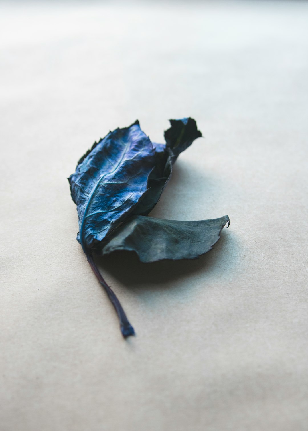 blue leaf on white surface