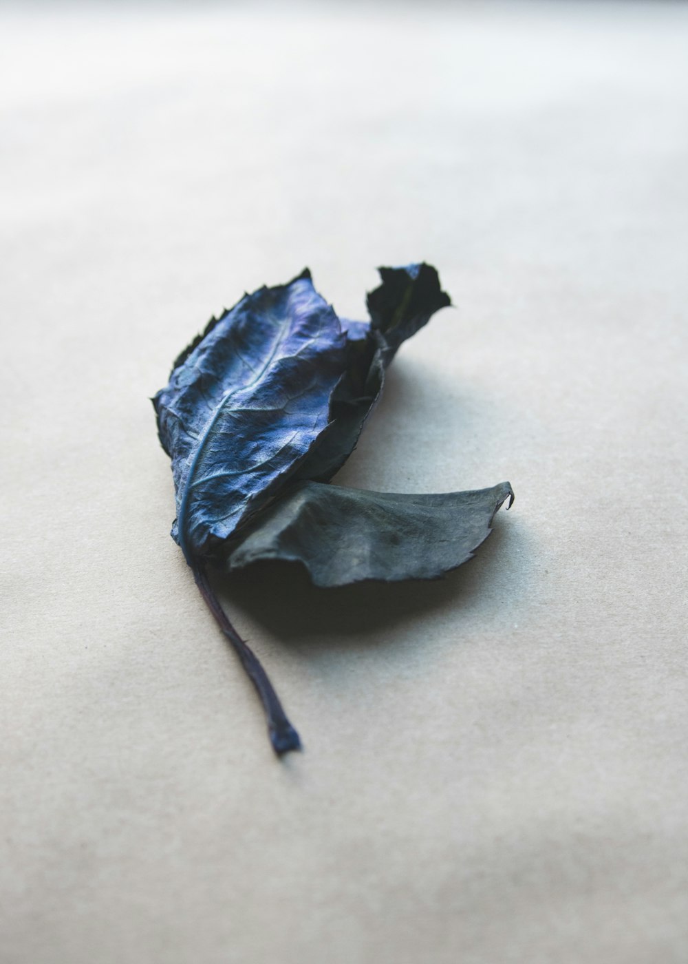 blue leaf on white surface